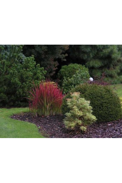 Імперата тростяноподібна Ред Барон